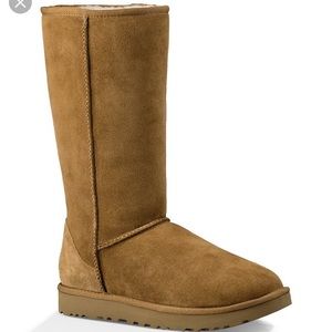 tall chestnut uggs